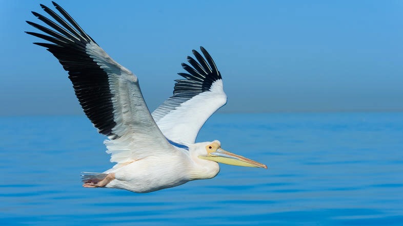 3 Bedroom Property for Sale in Atlantic Waves Estate Western Cape